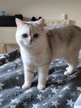 BKH Deckkater silver shaded