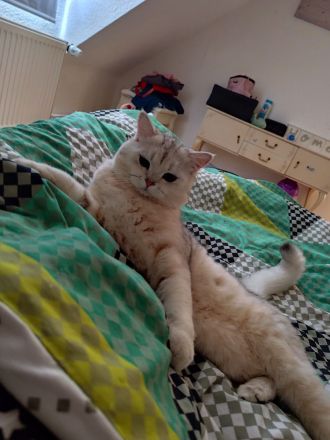 BKH Deckkater silver shaded