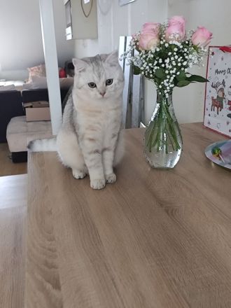 BKH Deckkater silver shaded