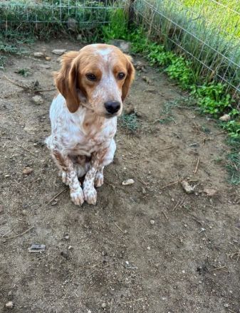 Askan & Nacho & Pepper suchen jeweils ein Zuhause