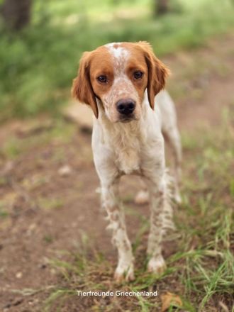 Askan & Nacho & Pepper suchen jeweils ein Zuhause