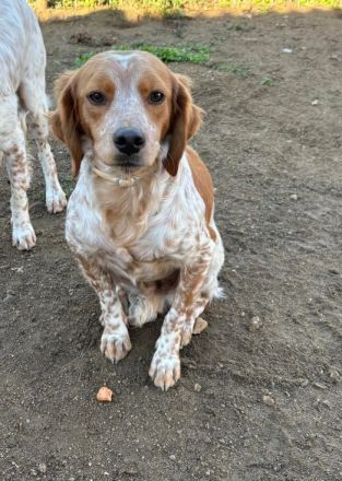 Askan & Nacho & Pepper suchen jeweils ein Zuhause