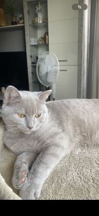 BKH Kater | Britisch Kurzhaar Erwachsen