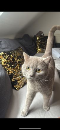 BKH Kater | Britisch Kurzhaar Erwachsen