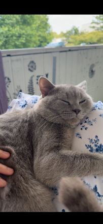 BKH Kater | Britisch Kurzhaar Erwachsen