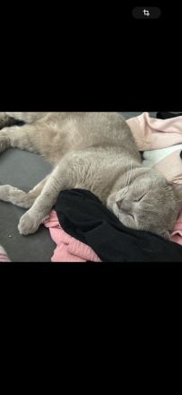 BKH Kater | Britisch Kurzhaar Erwachsen