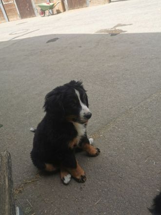 11 Wochen alte Berner Sennenhuendin mit Papiere sucht liebevollen Familienanschlusd