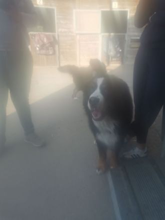 11 Wochen alte Berner Sennenhuendin mit Papiere sucht liebevollen Familienanschlusd