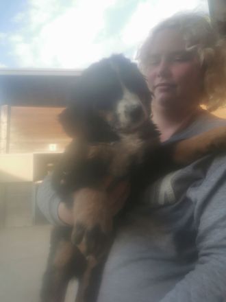 11 Wochen alte Berner Sennenhuendin mit Papiere sucht liebevollen Familienanschlusd