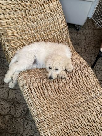 Treue Wegbegleiter Double Doodle Welpen (Labradoodle + Goldendoodle)