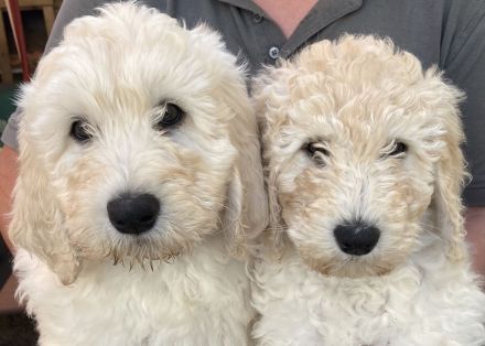 Treue Wegbegleiter Double Doodle Welpen (Labradoodle + Goldendoodle)