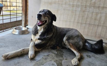 Einzigartige Gloria sucht ihre Menschen