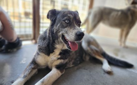 Einzigartige Gloria sucht ihre Menschen