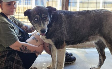 Einzigartige Gloria sucht ihre Menschen