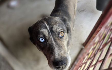 Einzigartige Gloria sucht ihre Menschen