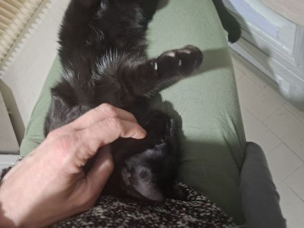 Heilige Birma und Bengal Mix Katze