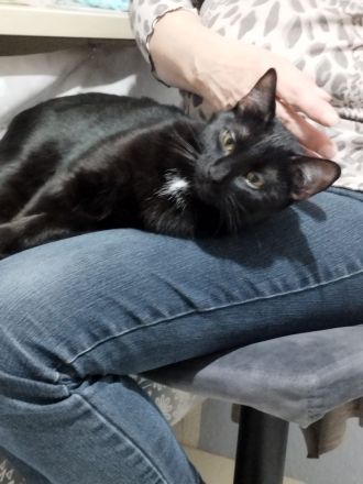 Heilige Birma und Bengal Mix Katze