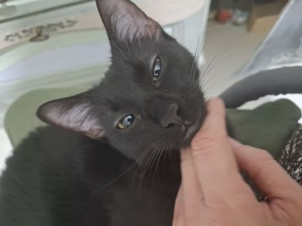 Heilige Birma und Bengal Mix Katze