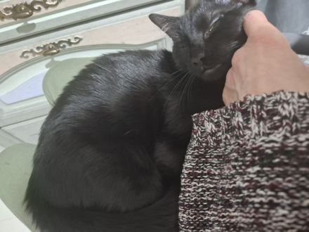 Heilige Birma und Bengal Mix Katze