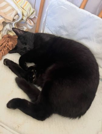 (Freigänger) Wanda sucht neues Zuhause