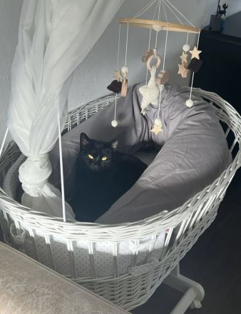 (Freigänger) Wanda sucht neues Zuhause