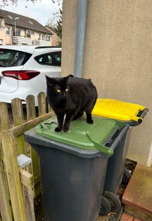 (Freigänger) Wanda sucht neues Zuhause