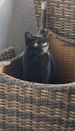 (Freigänger) Wanda sucht neues Zuhause