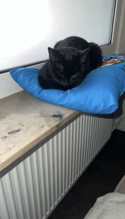 (Freigänger) Wanda sucht neues Zuhause