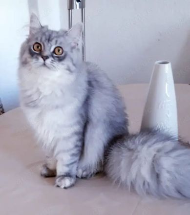 Katze weibchen 8 Monate alt perser bkh