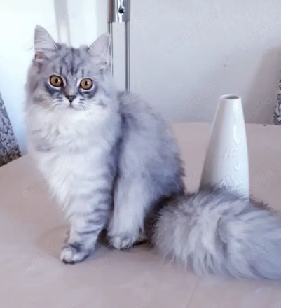 Katze weibchen 8 Monate alt perser bkh