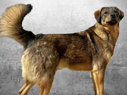 Bastian sucht sein Für-immer-Zuhause