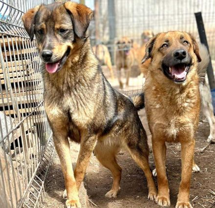 Bastian sucht sein Für-immer-Zuhause