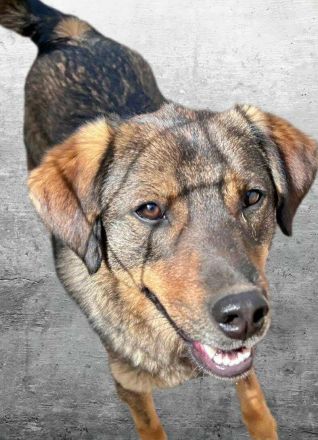 Bastian sucht sein Für-immer-Zuhause