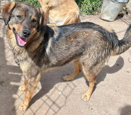 Bastian sucht sein Für-immer-Zuhause