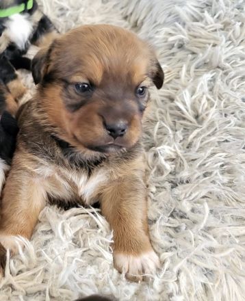 Sückersüße Mischlingswelpen