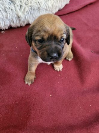Sückersüße Mischlingswelpen