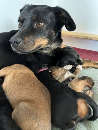 Sückersüße Mischlingswelpen