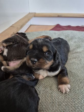 Sückersüße Mischlingswelpen