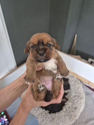 Sückersüße Mischlingswelpen