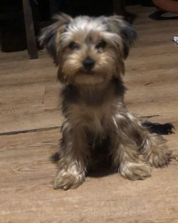 Rüde Yorkshire Terrier Welpe ab sofort vermittelbar