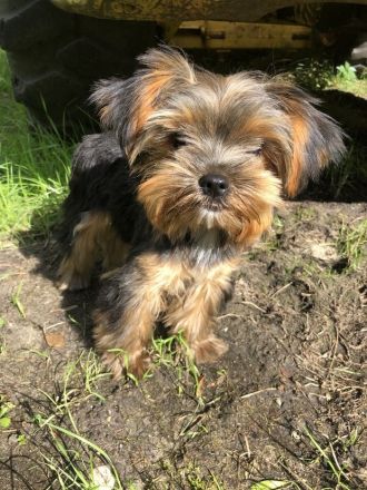 Yorkshire Terrier weibchen ab sofort vermittelbar