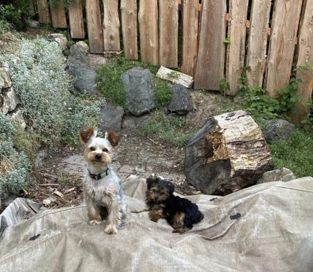 Rüde Yorkshire Terrier Welpe ab sofort vermittelbar