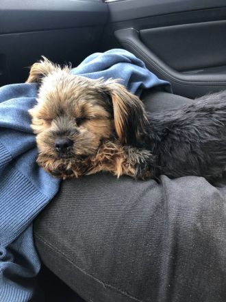 Yorkshire Terrier weibchen ab sofort vermittelbar