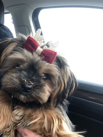 Yorkshire Terrier weibchen ab sofort vermittelbar