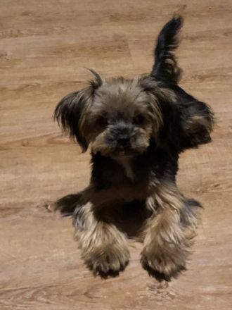 Yorkshire Terrier weibchen ab sofort vermittelbar