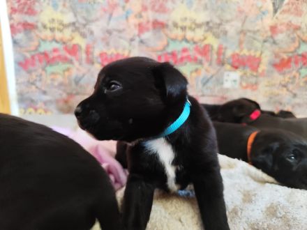 Liebevoll aufgezogene Cane Corso x Labrador-Weimaraner Welpen nur mit