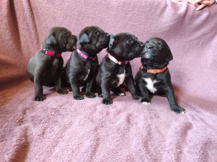 Liebevoll aufgezogene Cane Corso x Labrador-Weimaraner Welpen nur mit