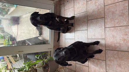 Liebevoll aufgezogene Cane Corso x Labrador-Weimaraner Welpen nur mit