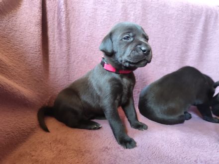 Liebevoll aufgezogene Cane Corso x Labrador-Weimaraner Welpen nur mit