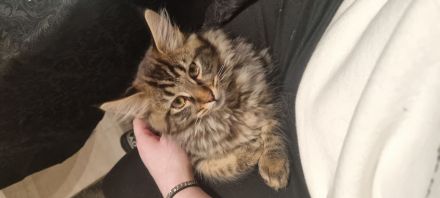 Maine coon Kater kitten VB